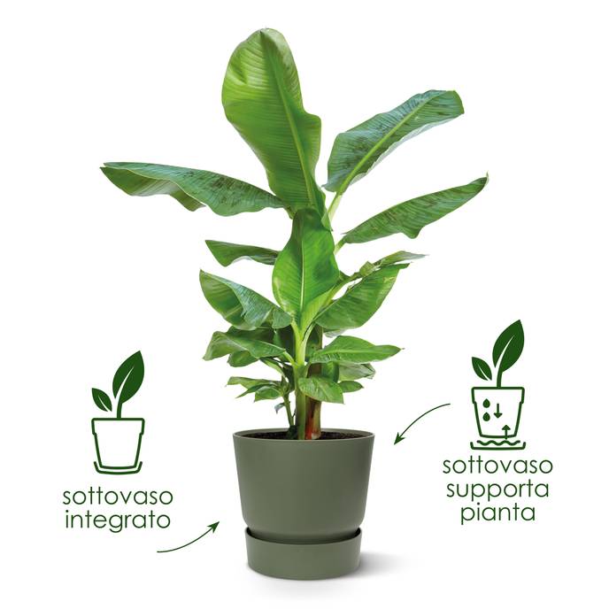 greenville round 16cm sabbia dorata